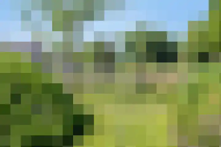 Kreijtenberg 3 Milheeze thumbnail 34