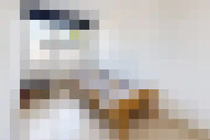 Kreitenborg 72 Zevenbergen thumbnail 33