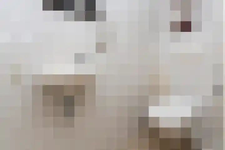 Kreitenmolenstraat 162 Udenhout thumbnail 24
