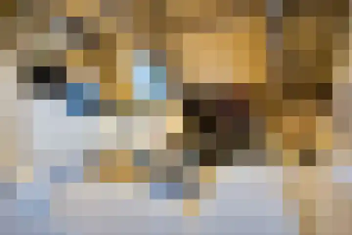 Krententuin 6 Hoorn thumbnail 6