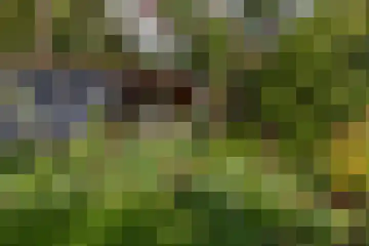 Krepelsbosch 121 Apeldoorn thumbnail 36