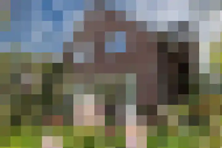 Krepelsbosch 121 Apeldoorn thumbnail 43