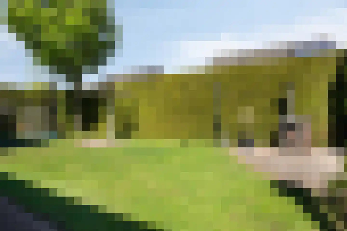 Kribbe 3 Didam thumbnail 39