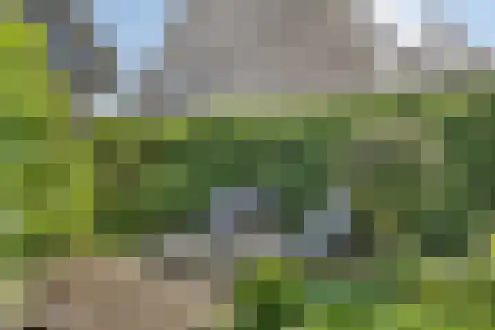 Kriekebos 35 Bergen op Zoom thumbnail 35