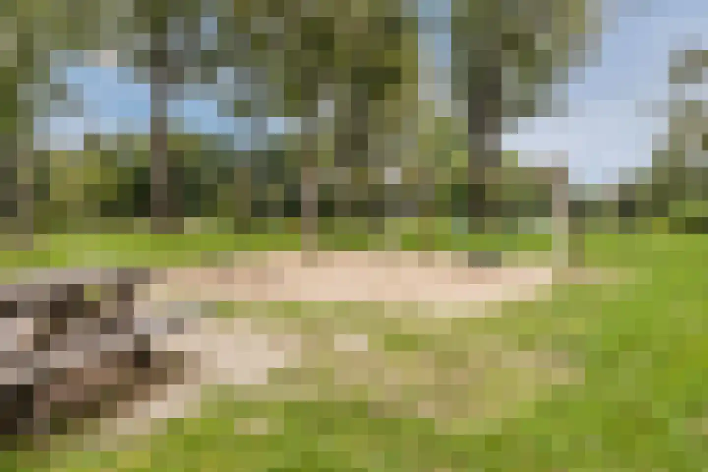 Kriekelaar 37 Geldrop thumbnail 45