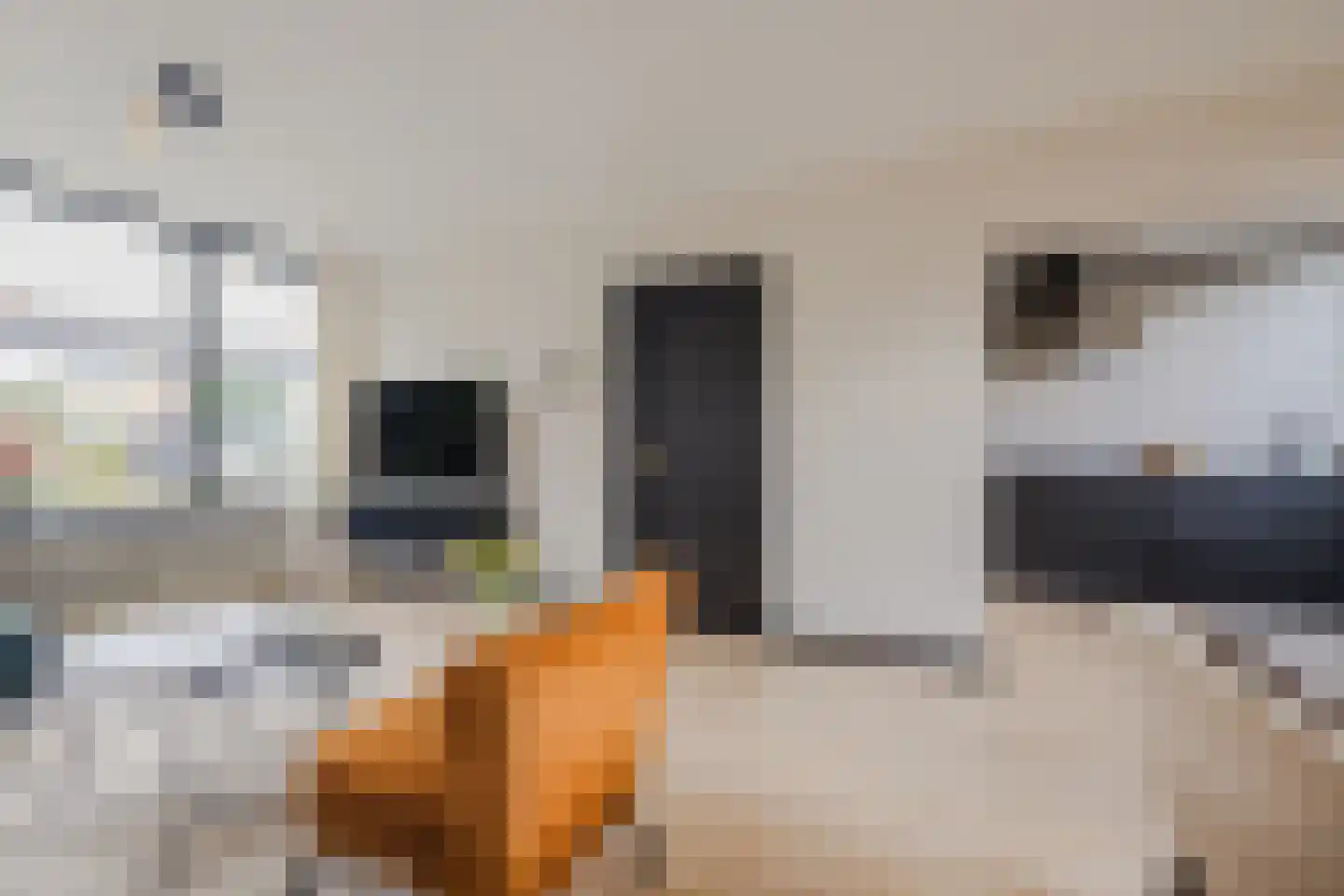 Kriekelaar 37 Geldrop thumbnail 7