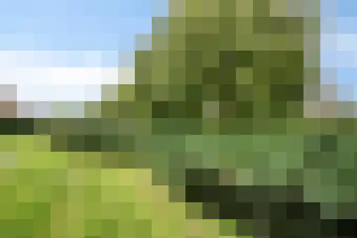 Kriekenbogerd 22 Nieuw-Beijerland thumbnail 29