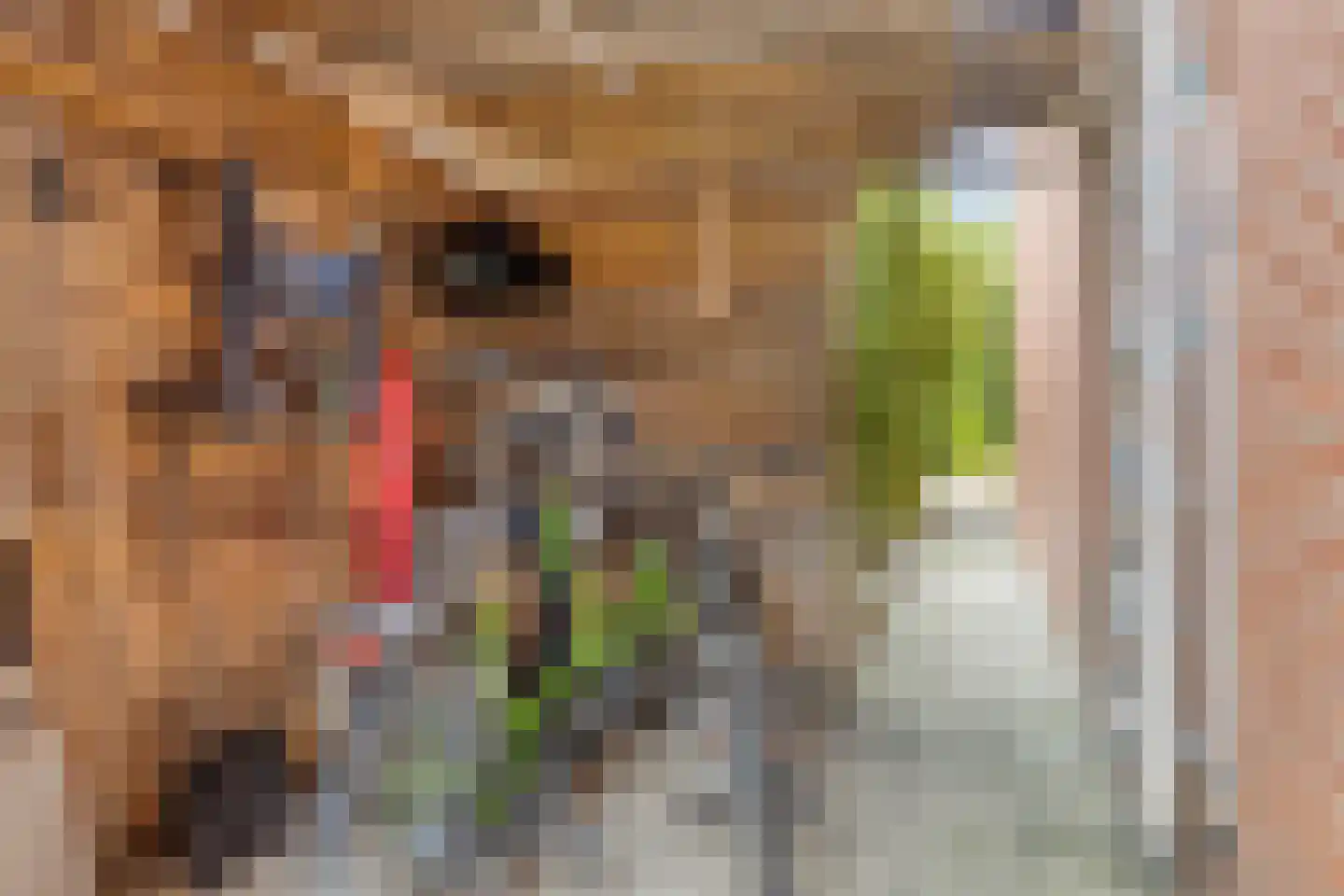 Kriekepitte 11 Kollum thumbnail 37