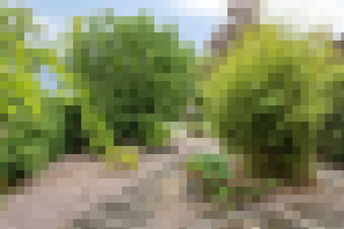 Kriekepitte 11 Kollum thumbnail 4