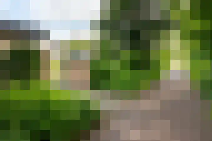 Krijgertje 50 Best thumbnail 45