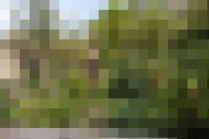 Kringdans 13 Capelle aan den IJssel thumbnail 5