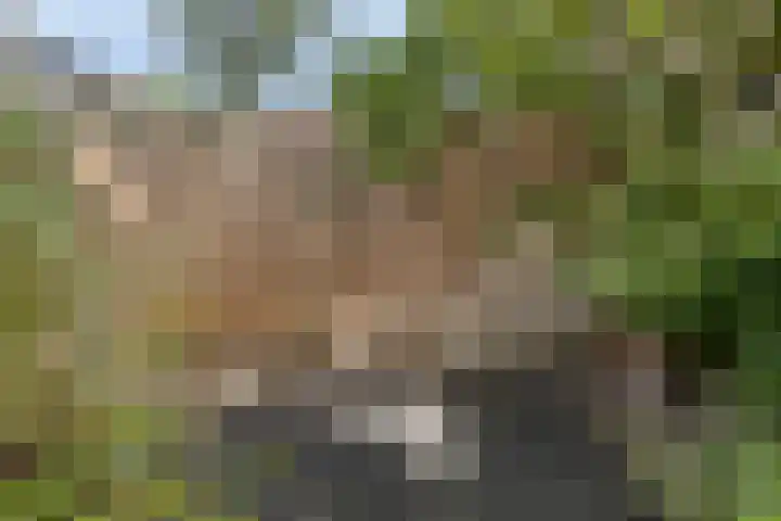 Kringdans 13 Capelle aan den IJssel thumbnail 6