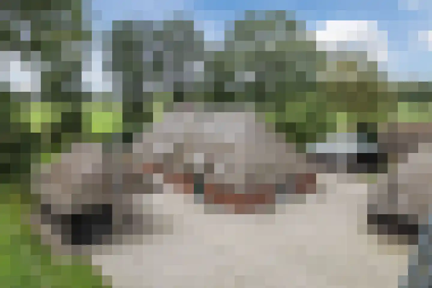 Kringsloot-oost 12 Dalfsen thumbnail 66