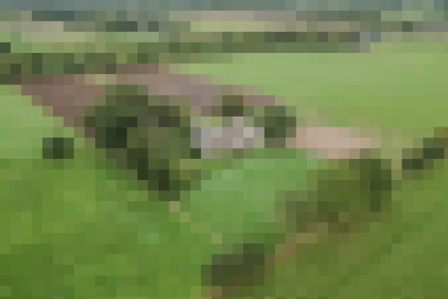 Kringsloot-oost 12 Dalfsen thumbnail 74