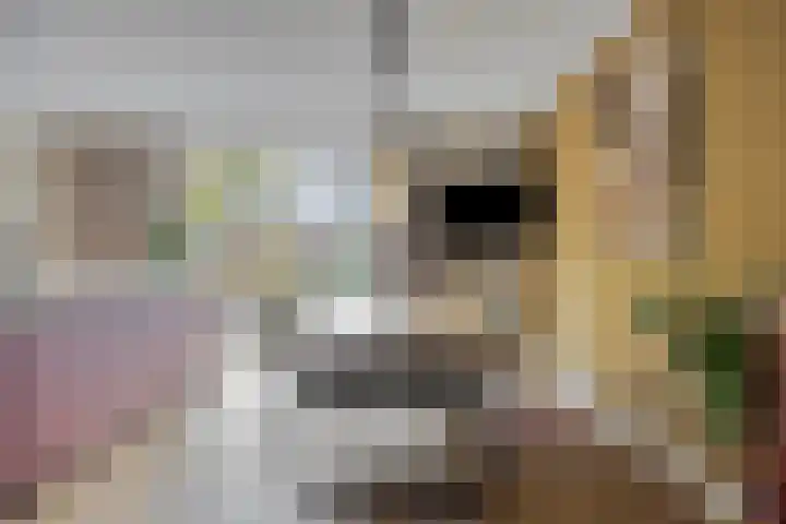 Kroepnevel 5 Zuidwolde thumbnail 11