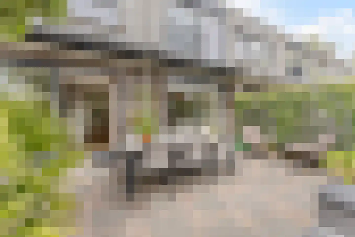 Kroeskarper 15 Krommenie thumbnail 30