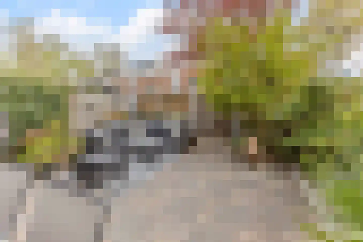 Kroeskarper 15 Krommenie thumbnail 31