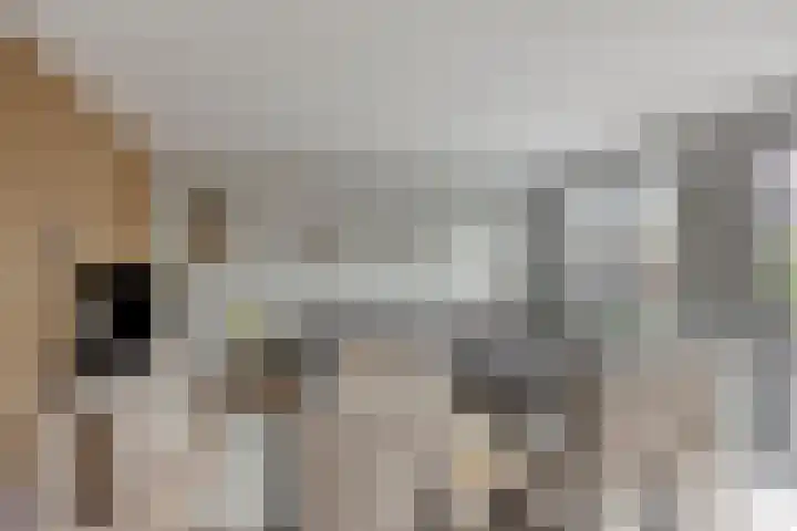 Kroeskarper 7 Leiden thumbnail 11