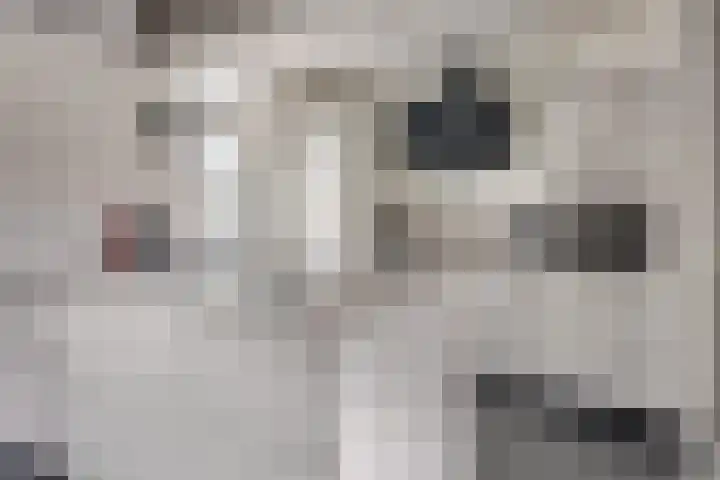 Kroesruwe 8 Maastricht thumbnail 8