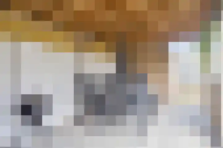 Kroezel 10 Uden thumbnail 38