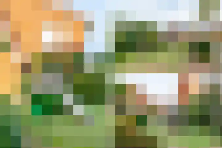 Krokus 12 Voorhout thumbnail 49