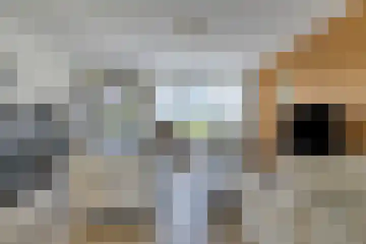 Krokus 36 Andijk thumbnail 10