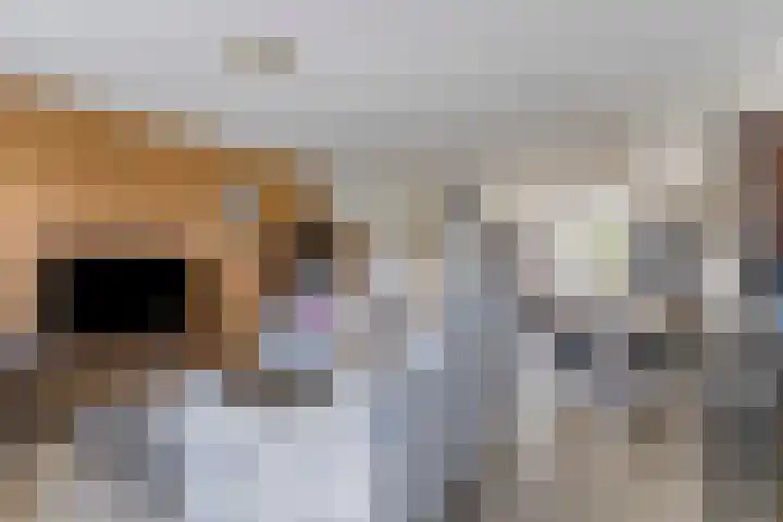 Krokus 36 Andijk thumbnail 12