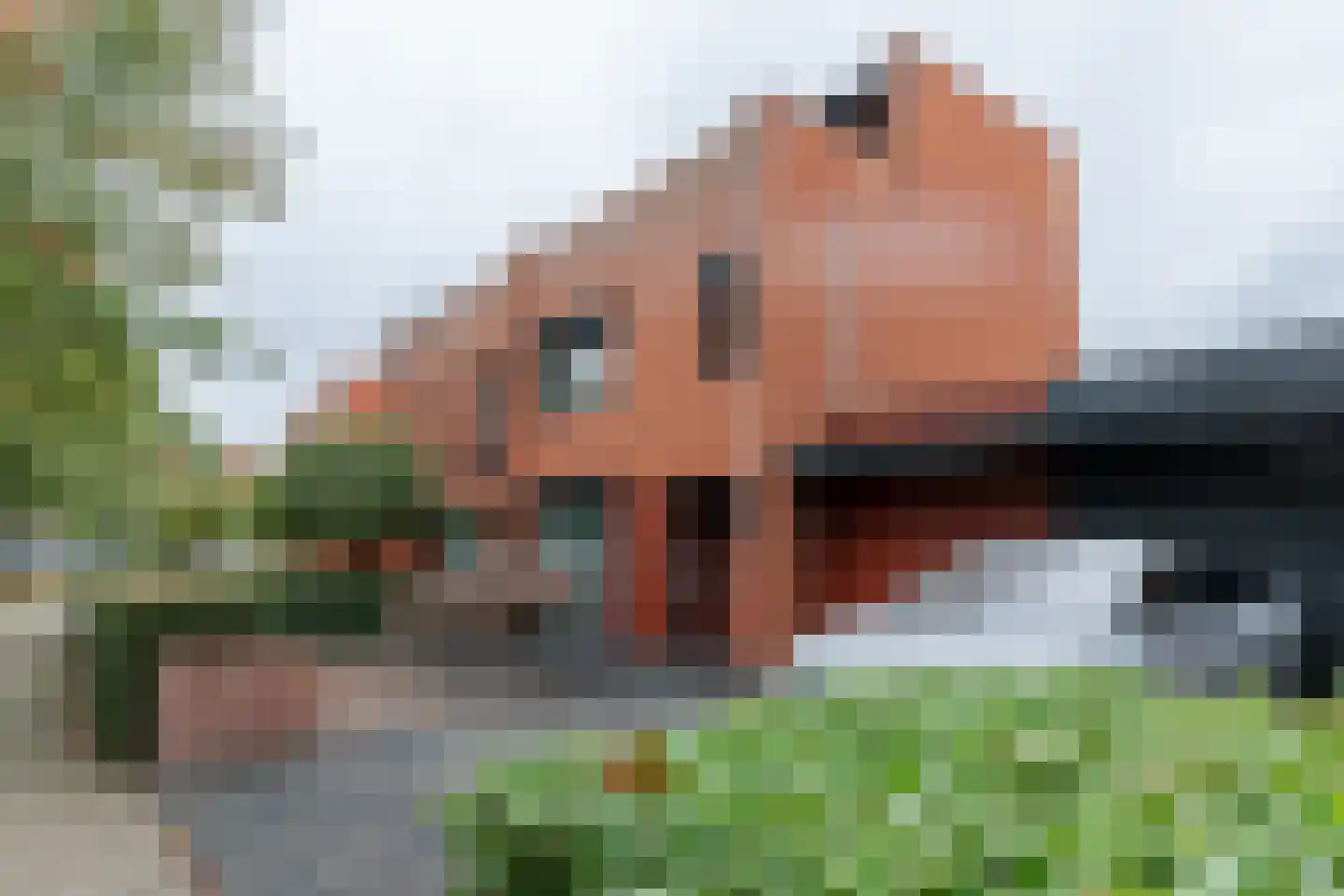 Krokusbeemd 39 Maastricht thumbnail 21