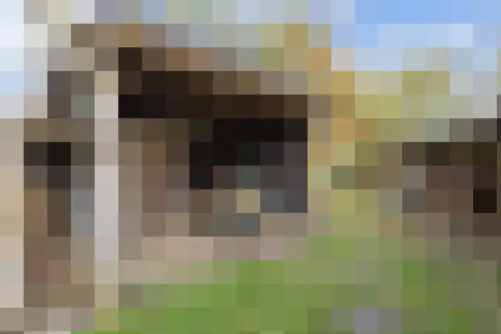 Kromhoek 31 Frieschepalen thumbnail 54