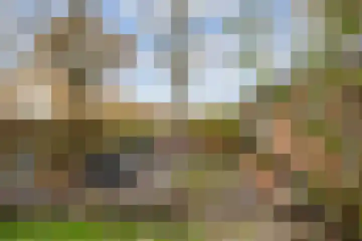 Kromhoek 31 Frieschepalen thumbnail 58