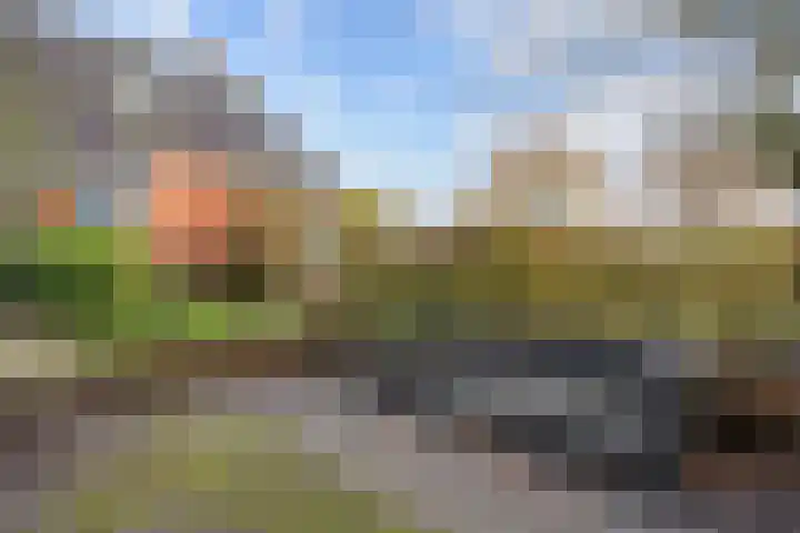 Kromhoek 31 Frieschepalen thumbnail 59