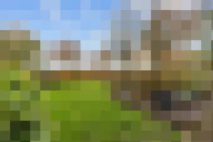 Kromhoek 31 Frieschepalen thumbnail 63