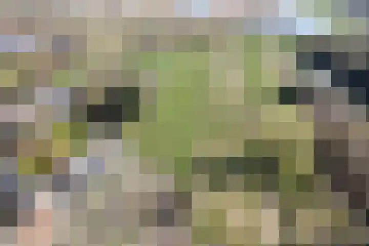 Kromme Elleboog 17 Oostwold thumbnail 41