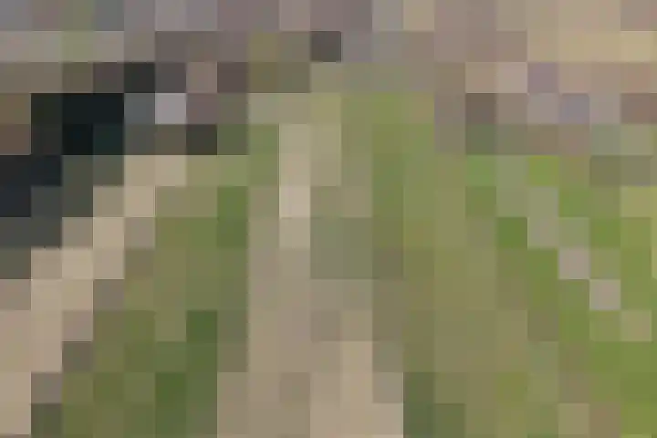 Kromme Elleboog 17 Oostwold thumbnail 42