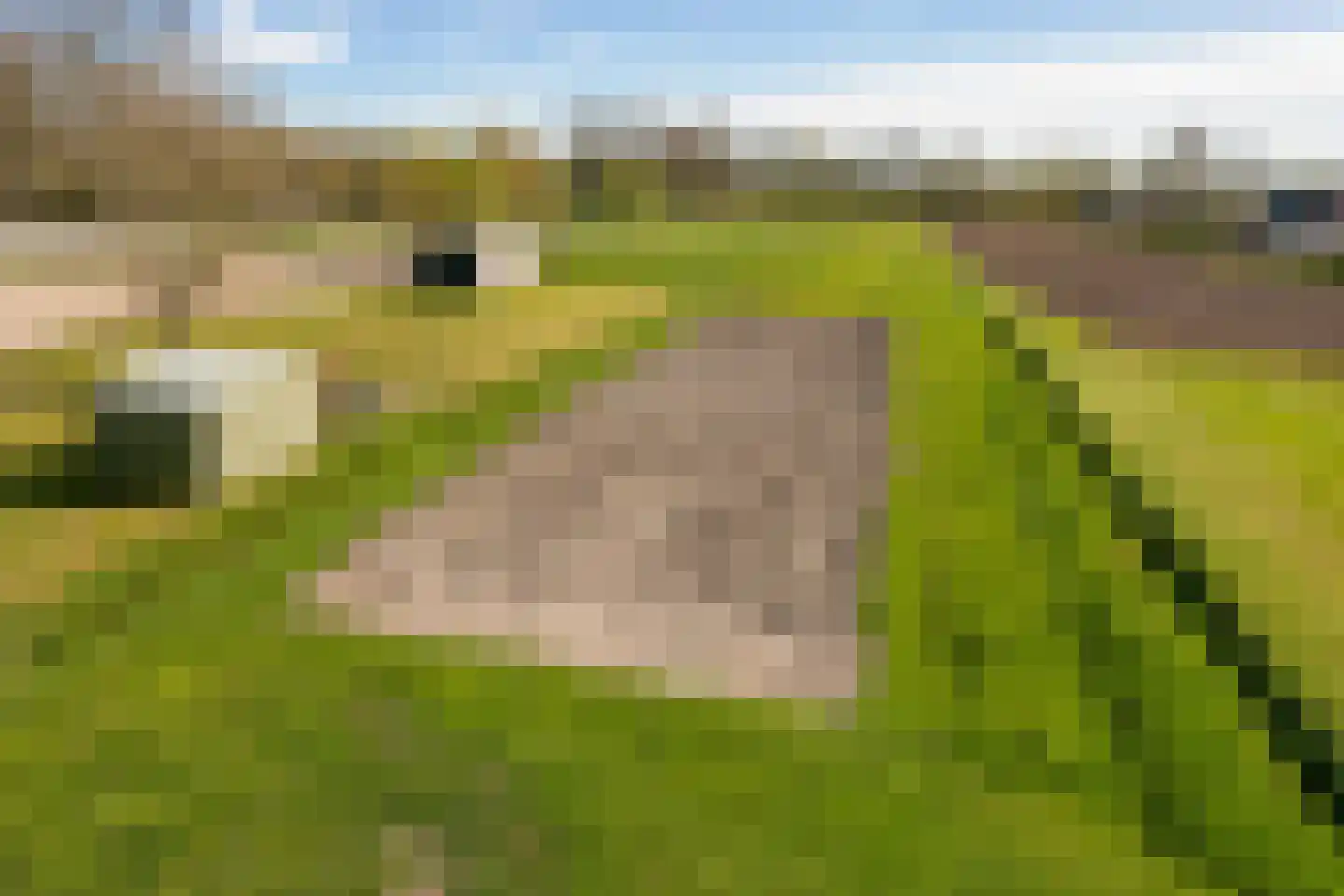 Kromme Elleboog 9 Oostwold thumbnail 24