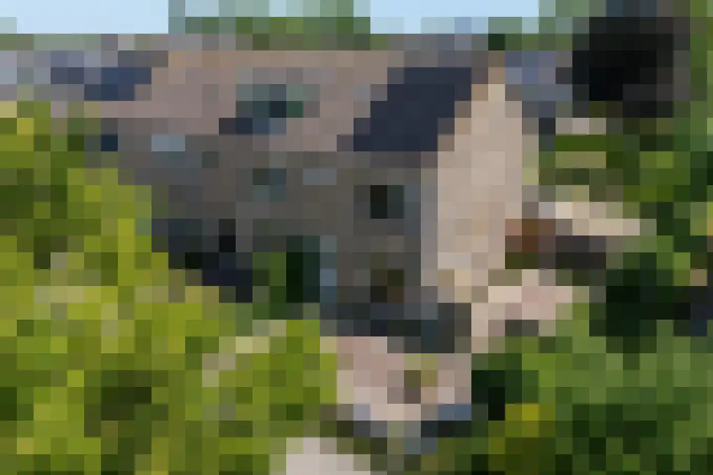 Kromme Horn 33 Graft thumbnail 4