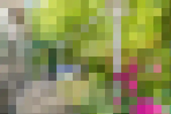 Krommenieërpad 82 Wormerveer thumbnail 40