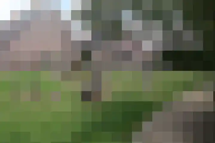 Krommewoud 26 Zwaag thumbnail 26