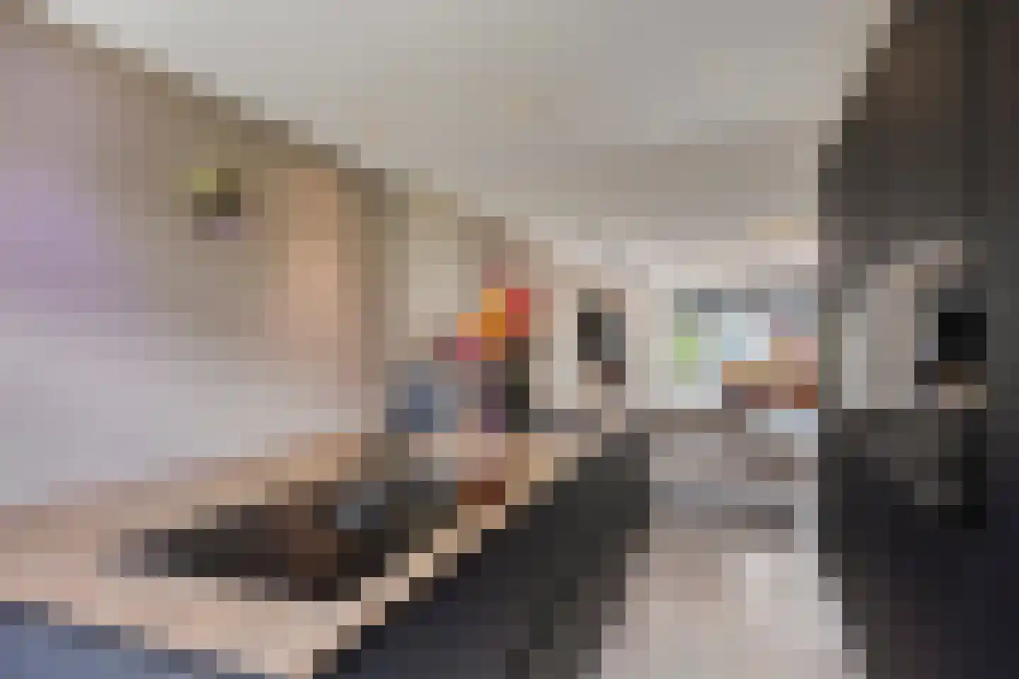 Krooneend 13 Pijnacker thumbnail 14
