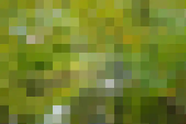 Krooneend 14 Leusden thumbnail 50