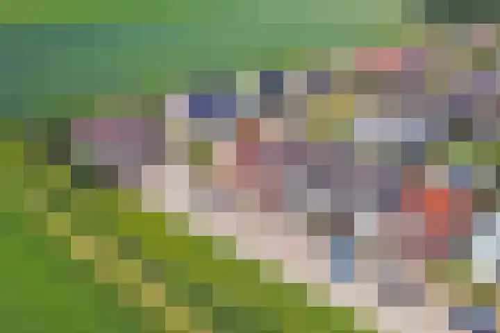 Krooneend 6 Rilland thumbnail 35