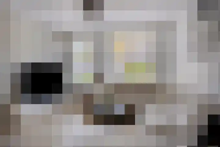Kroonkruid 56 Venray thumbnail 6