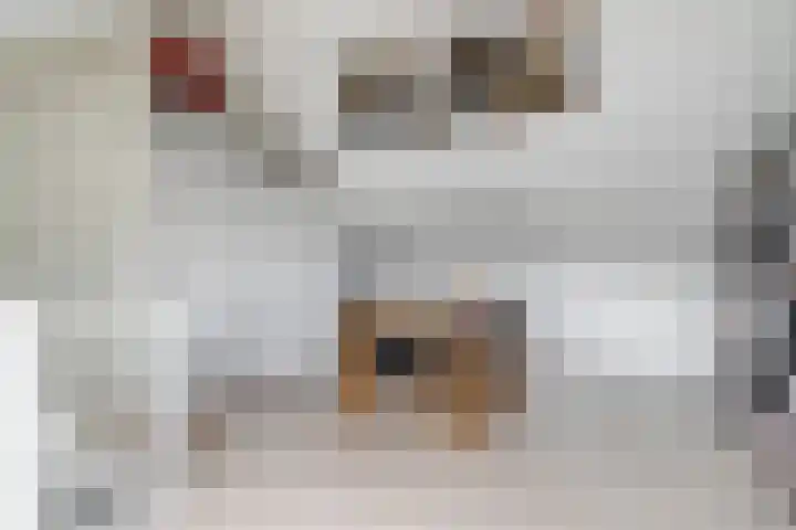 Kroonkruid 75 Venray thumbnail 32