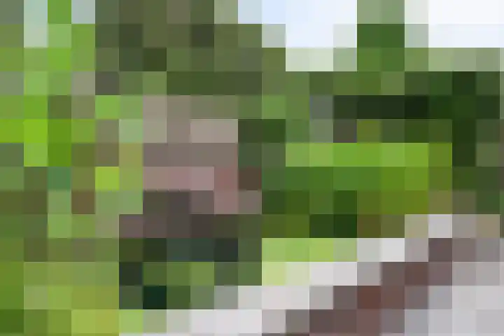 Kroonkruid 75 Venray thumbnail 39