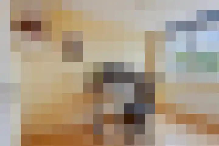 Kroonkruid 83 Venray thumbnail 22