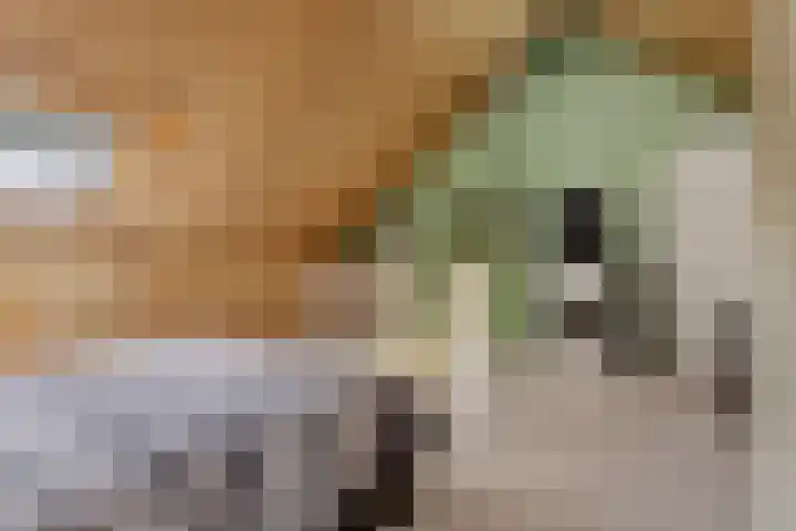 Kroonkruid 83 Venray thumbnail 31