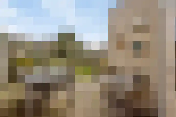 Kroonkruid 83 Venray thumbnail 33