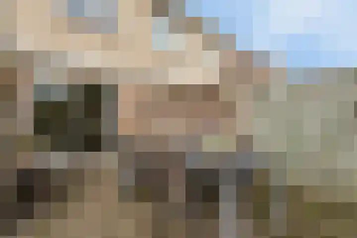 Kroonkruid 83 Venray thumbnail 35
