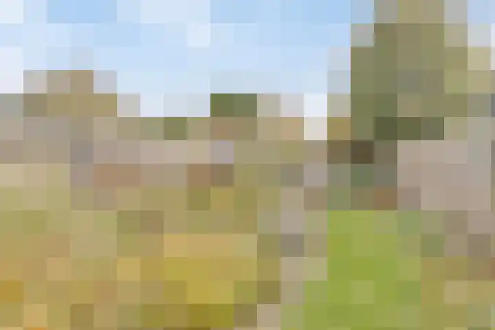 Kroonkruid 83 Venray thumbnail 36