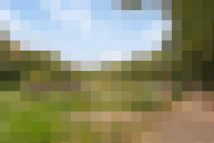 Kroonkruid 83 Venray thumbnail 38